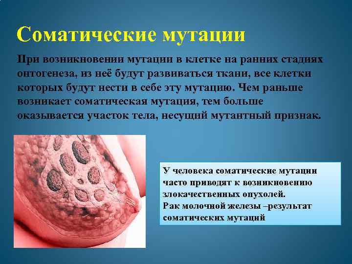  Соматические мутации При возникновении мутации в клетке на ранних стадиях онтогенеза, из неё