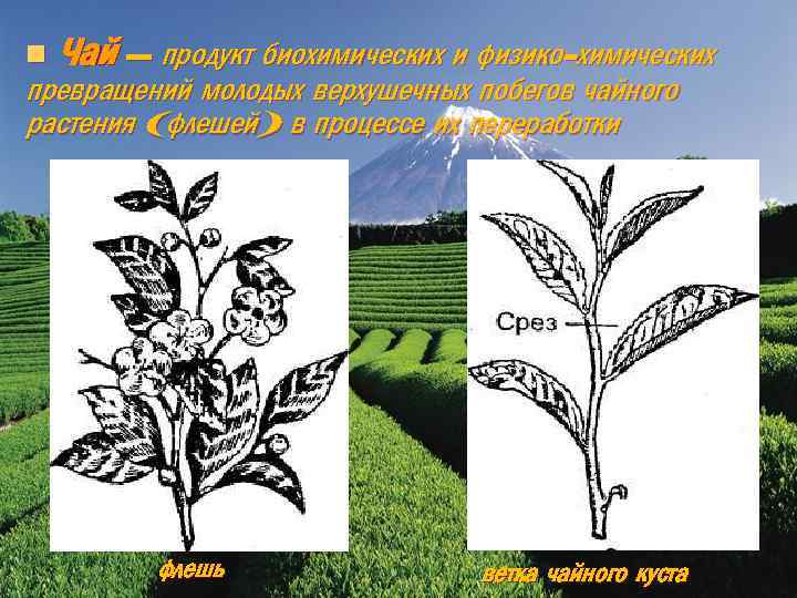 n Чай – продукт биохимических и физико-химических превращений молодых верхушечных побегов чайного растения (флешей)