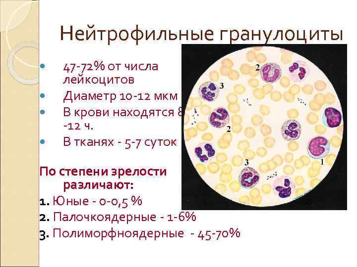 Нейтрофильные гранулоциты 47 -72% от числа лейкоцитов Диаметр 10 -12 мкм В крови находятся