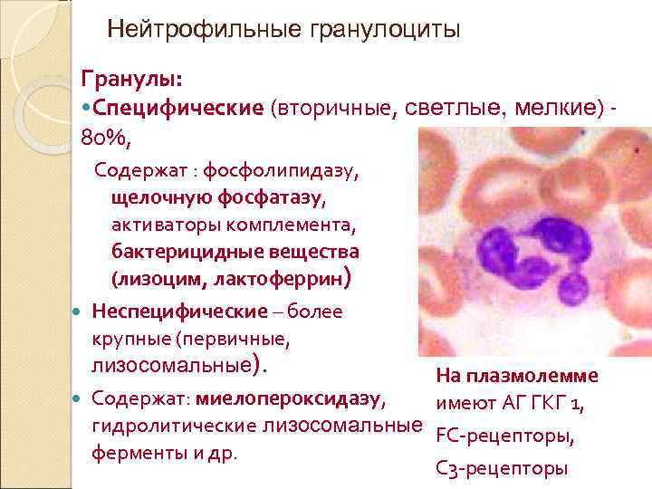 Зернистость эозинофилов. Функции нейтрофилов. Гранулы эозинофилов. Состав гранул нейтрофилов. Специфические гранулы нейтрофилов.