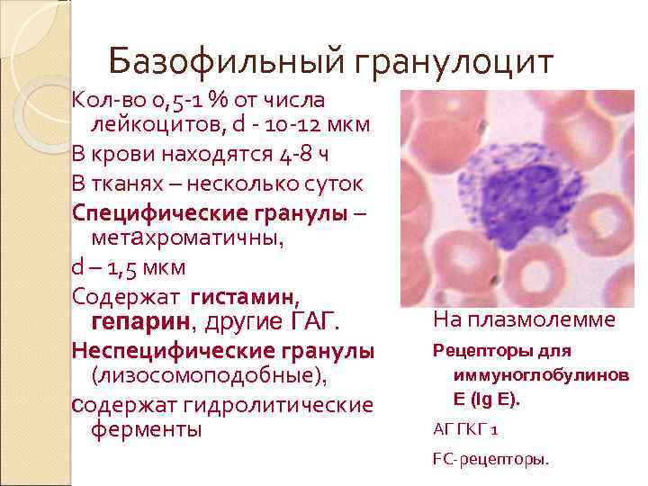 Гранулоциты повышены у мужчины в крови. Базофильный гранулоцит строение. Базофильные гранулоциты в крови. Базофильный гранулоцит гистология. Азурофильные гранулы базофильных лейкоцитов.