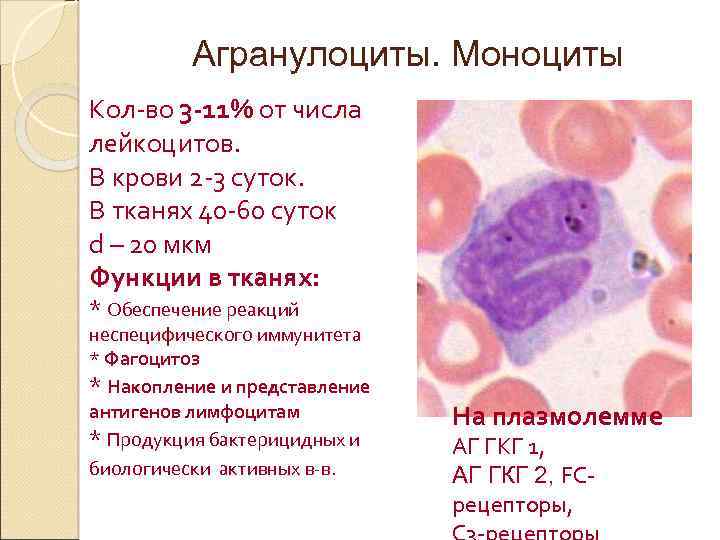 Моноцитов в крови 1. Строение агранулярных лейкоцитов. Лейкоциты агранулоциты. Функции моноцитов и лимфоцитов.