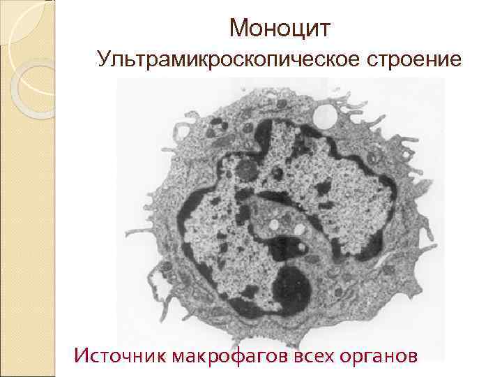 Моноцит Ультрамикроскопическое строение Источник макрофагов всех органов 