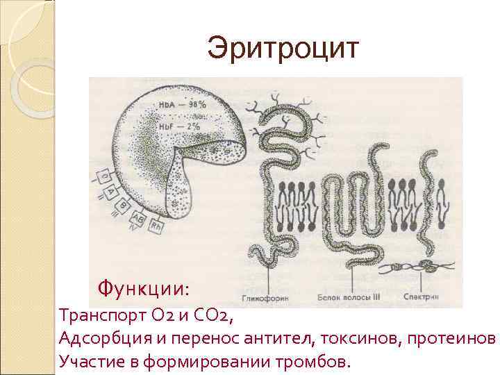 Эритроцит Функции: Транспорт О 2 и СО 2, Адсорбция и перенос антител, токсинов, протеинов