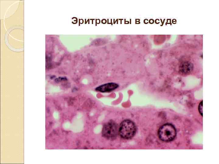 Эритроциты в сосуде 