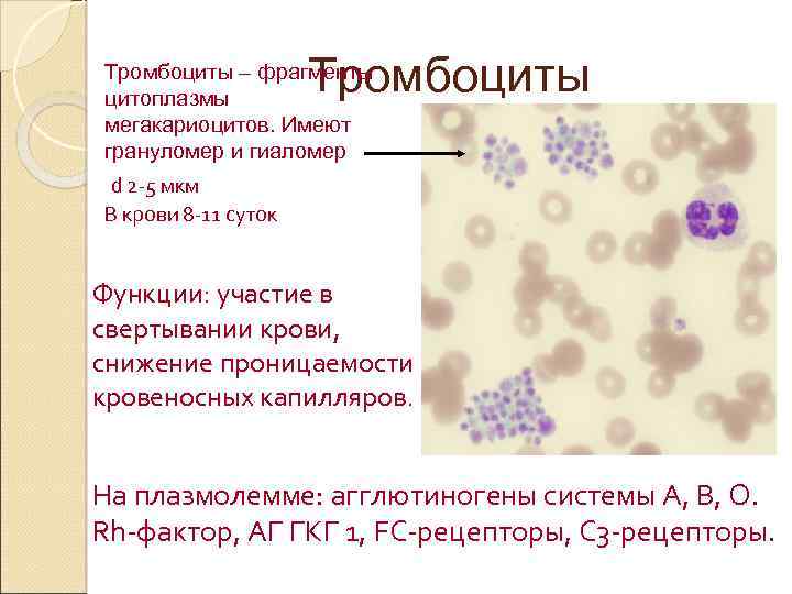 Протекает в цитоплазме. Грануломер и гиаломер. Гиаломер и грануломер тромбоцитов. Тромбоциты ФРАГМЕНТЫ мегакариоцитов. Строение тромбоцита гиаломер.