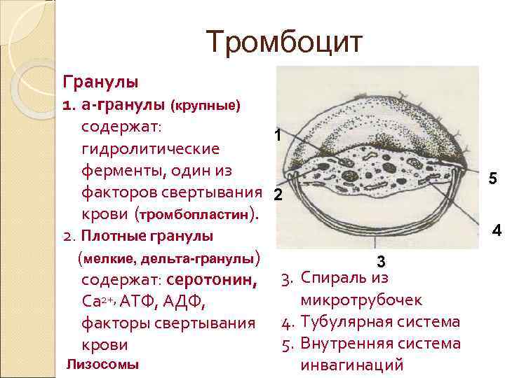 Содержит гидролитические ферменты