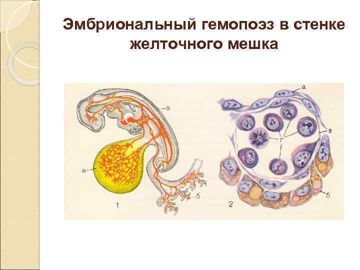 Проследите по рисунку 37 образование тканевой жидкости