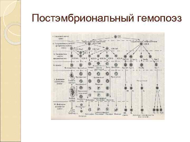 Постэмбриональный гемопоэз