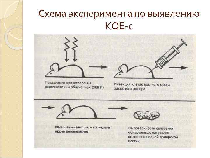 Схема эксперимента по выявлению КОЕ-с 