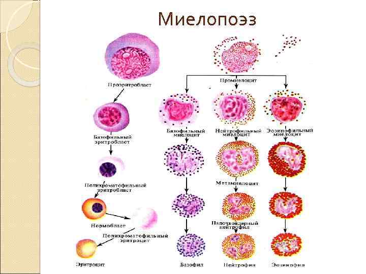 Кровь дифференцировка. Кроветворение гемопоэз гистология. Схема гемопоэза лейкоцитов. Схема гемопоэза иммунология. Схема кроветворения в костном мозге.
