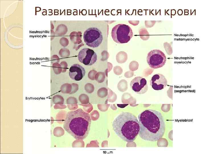 Юные клетки фото