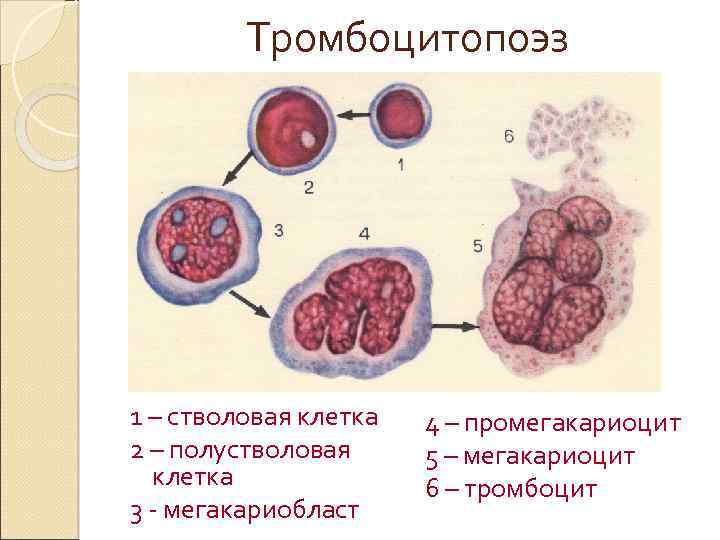 Схема образования тромбоцитов