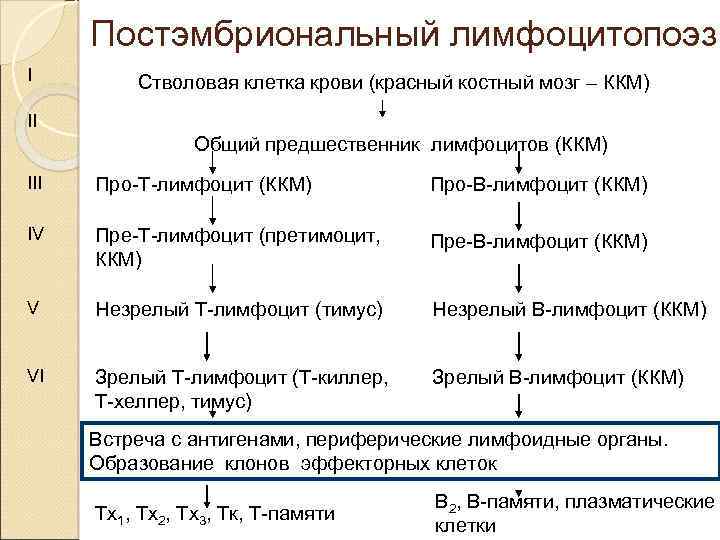 Постэмбриональный иммуноцитопоэз презентация