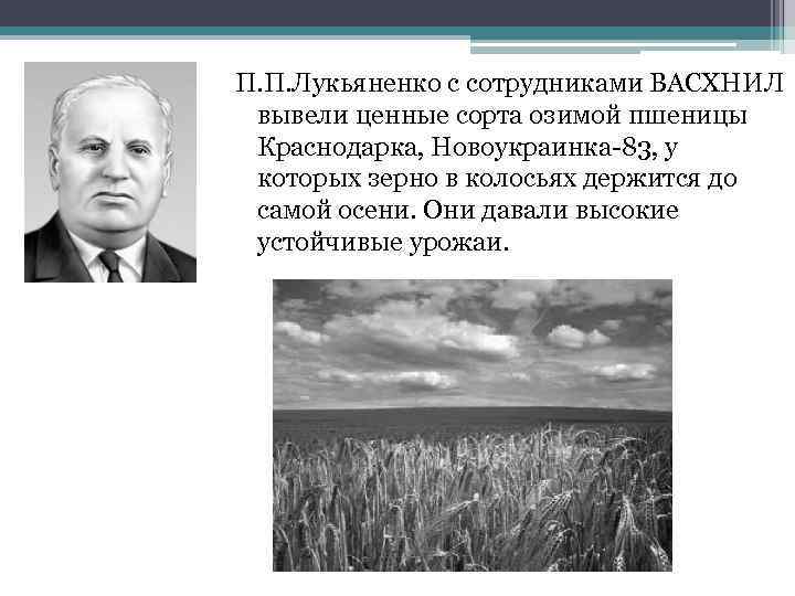 П. П. Лукьяненко с сотрудниками ВАСХНИЛ вывели ценные сорта озимой пшеницы Краснодарка, Новоукраинка-83, у