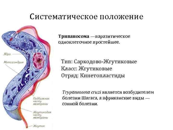 Трипаносома рисунок с подписями