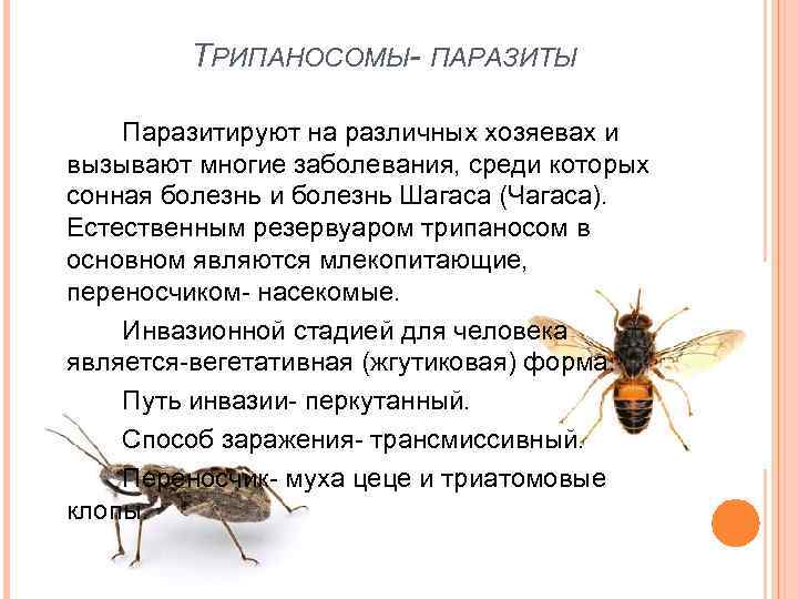 Основной хозяин муха цеце основной хозяин человек. Сонная болезнь основной и промежуточный хозяин. Муха ЦЕЦЕ переносчик сонной болезни. Трипаносома хозяин и переносчик.