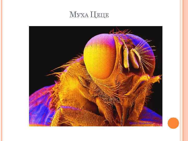МУХА ЦЕЦЕ 