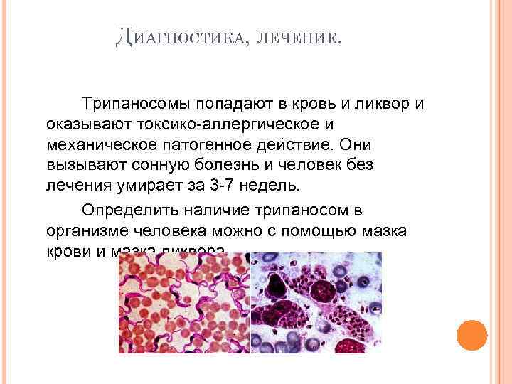 ДИАГНОСТИКА, ЛЕЧЕНИЕ. Трипаносомы попадают в кровь и ликвор и оказывают токсико-аллергическое и механическое патогенное