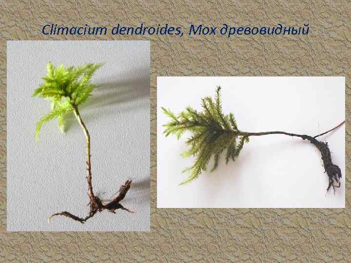 Сlimacium dendroides, Мох древовидный 