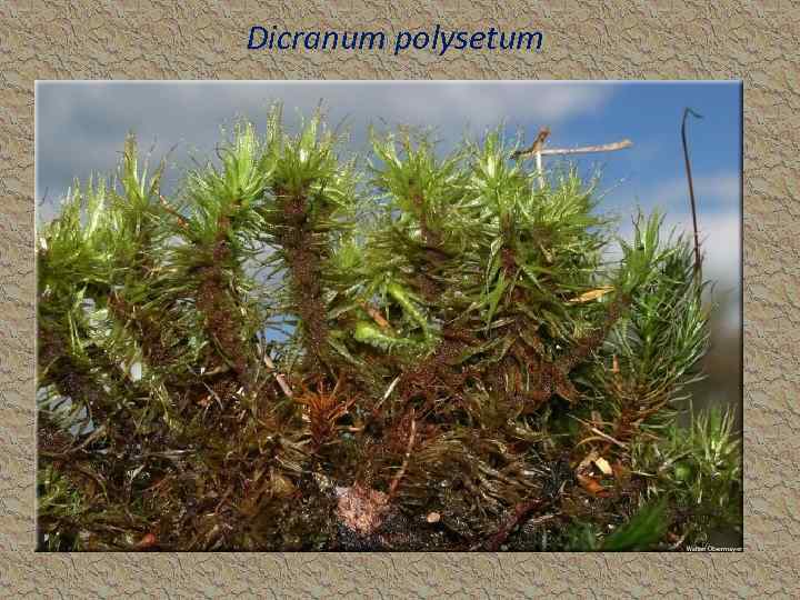 Dicranum polysetum 