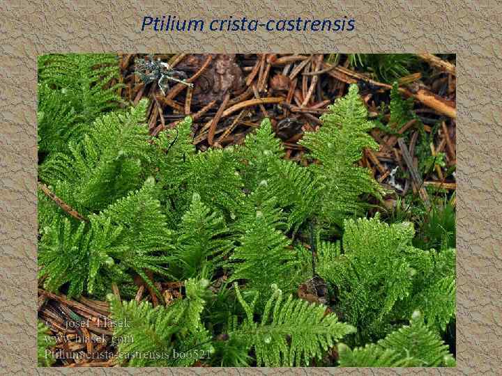 Ptilium crista-castrensis 