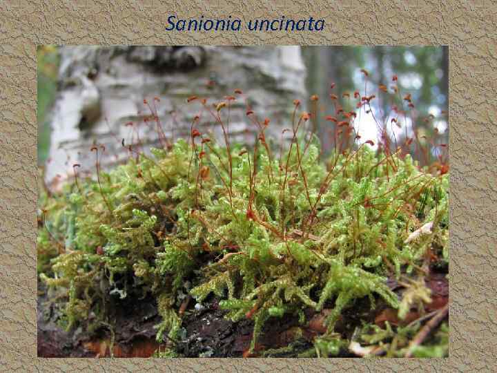 Sanionia uncinata 