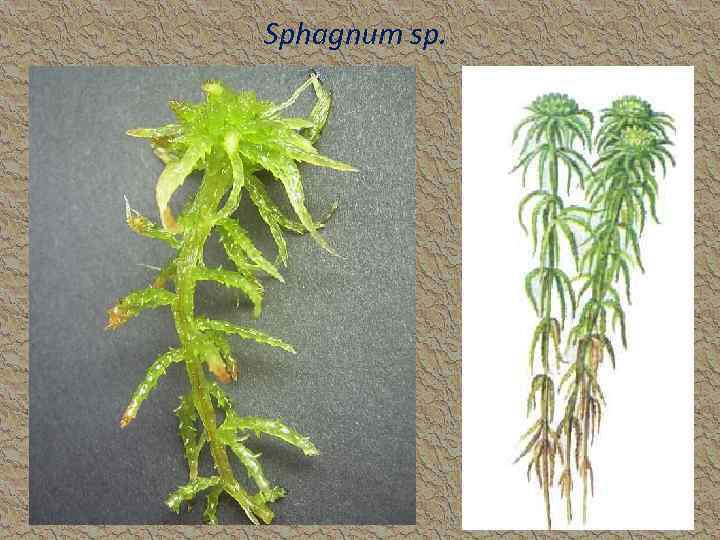 Sphagnum sp. 