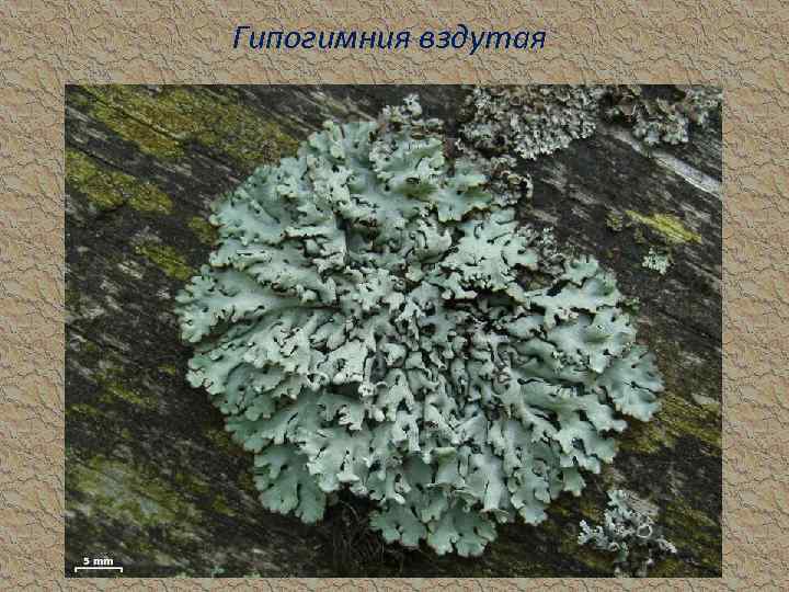 Гипогимния вздутая 