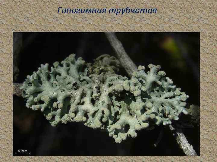 Гипогимния трубчатая 