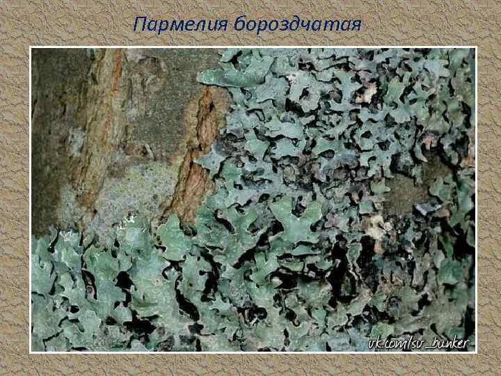 Пармелия бороздчатая 