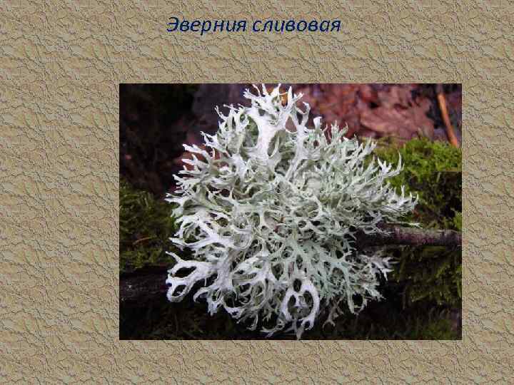 Эверния сливовая 