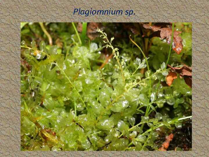 Plagiomnium sp. 