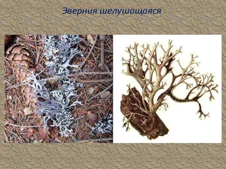 Эверния шелушащаяся 