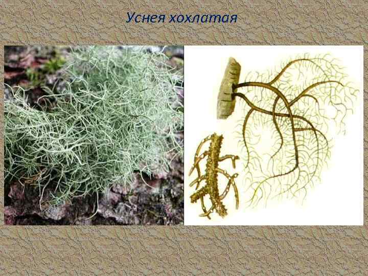 Уснея хохлатая 