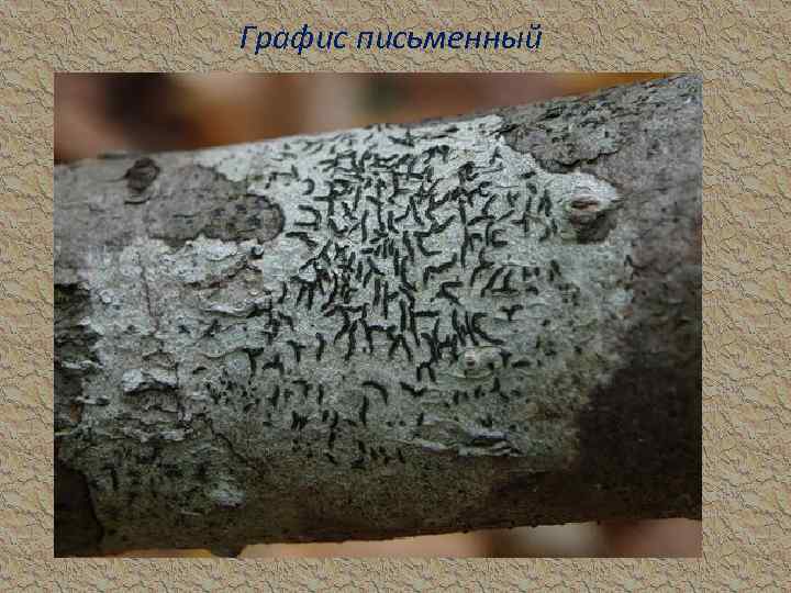 Графис письменный 