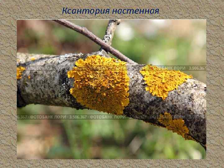 Ксантория настенная 