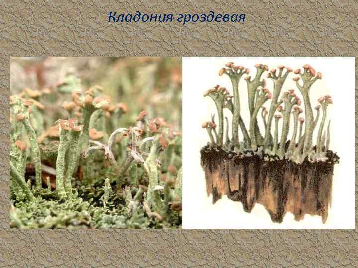 Кладония гроздевая 