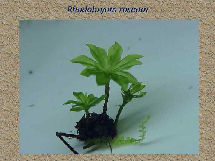 Rhodobryum roseum 