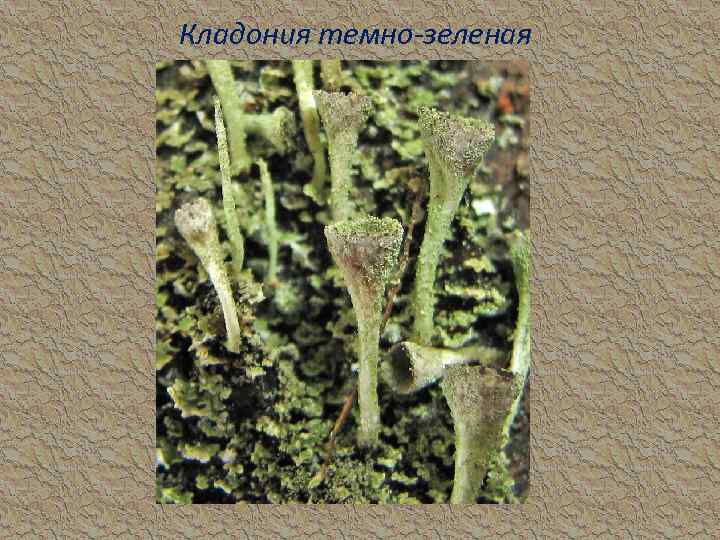Кладония темно-зеленая 