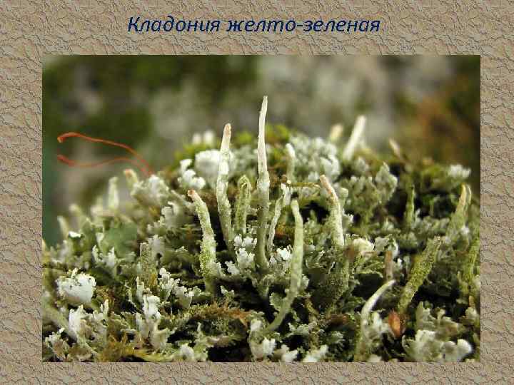Кладония желто-зеленая 