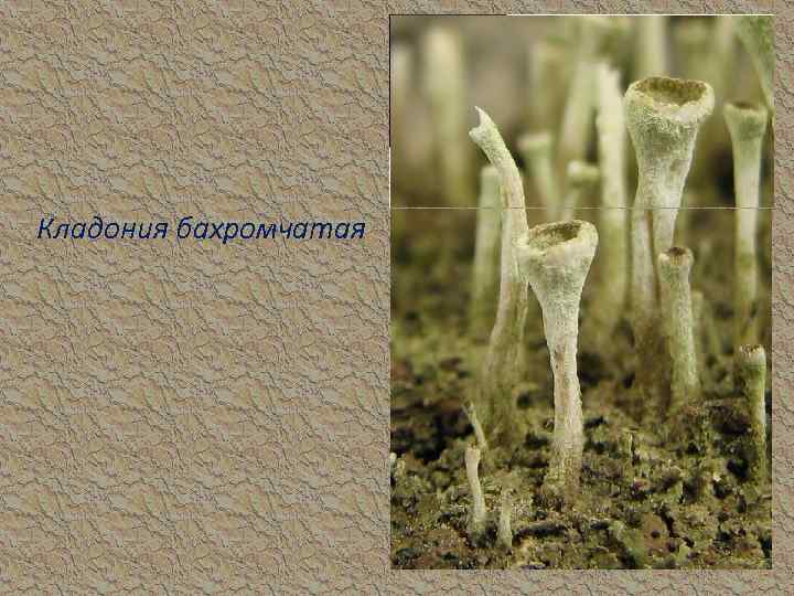 Кладония бахромчатая 