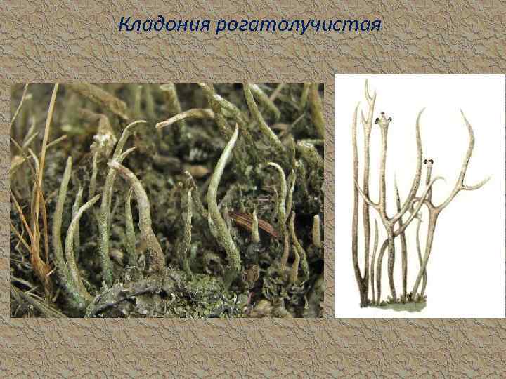 Кладония рогатолучистая 