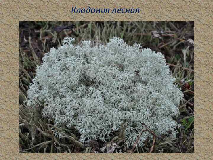 Кладония лесная 