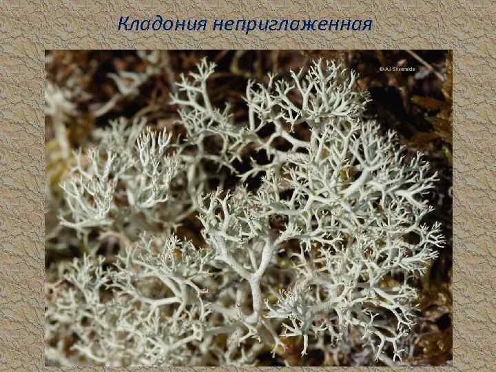 Кладония неприглаженная 