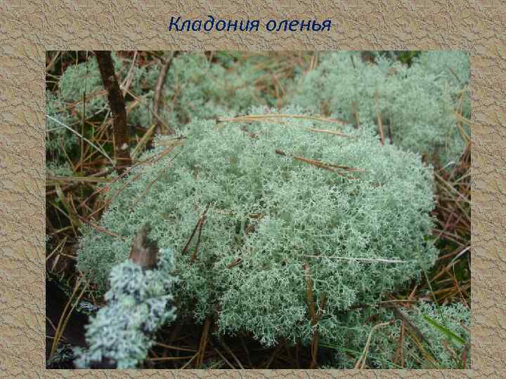 Кладония оленья 