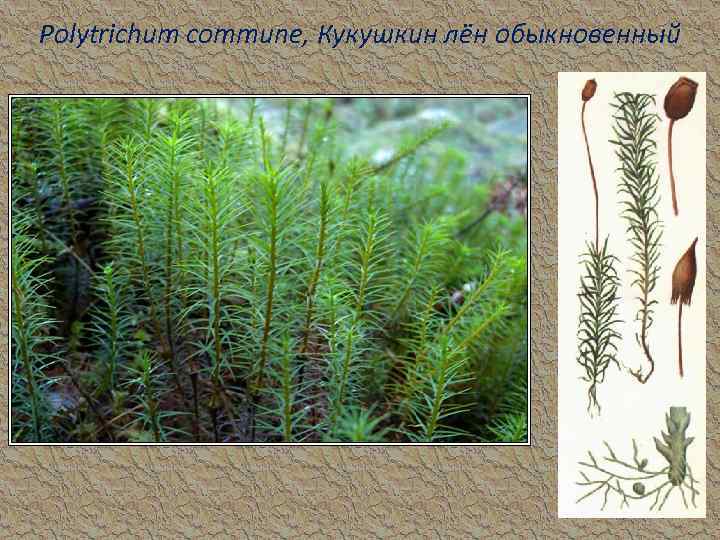 Polytrichum commune, Кукушкин лён обыкновенный 