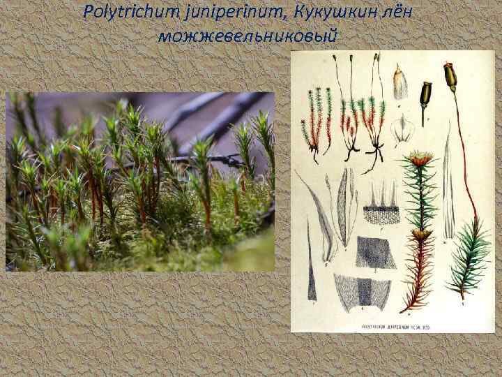 Polytrichum juniperinum, Кукушкин лён можжевельниковый 