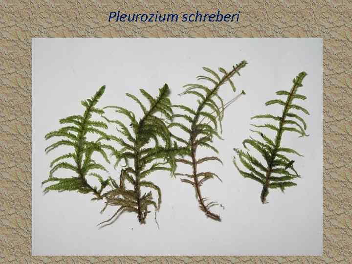 Pleurozium schreberi 