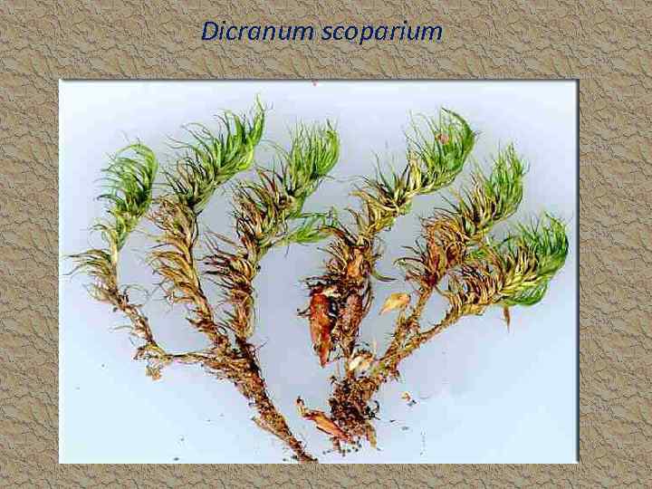 Dicranum scoparium 